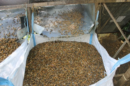  Галька окат (серо-желтая) фр.10-20 мм. купить   в Москве галька серо-желтая, рыжая, серый речная окатанная округлая галька 4000 руб/т   фото 